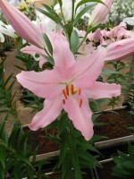 [3260 Catone World B No102.JPG]